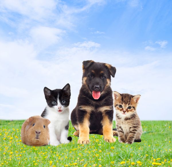 Charlotte Pets