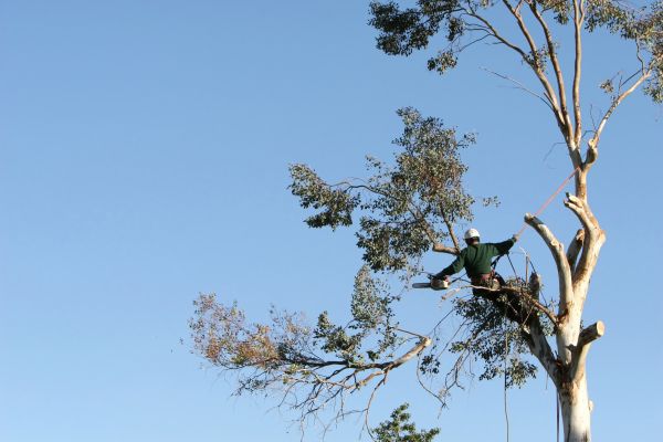 Charlotte Tree Trimming