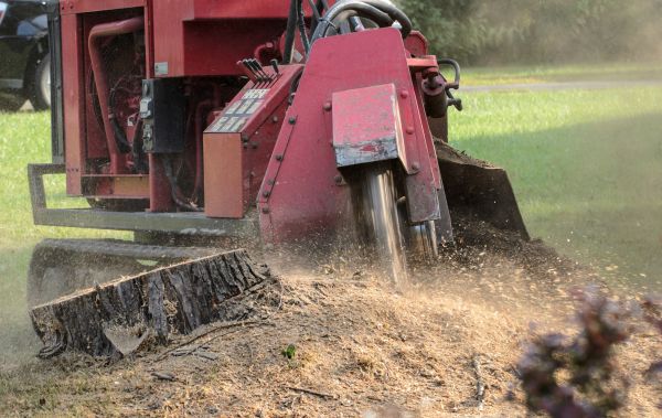 Charlotte Tree Removal
